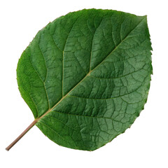 Obraz premium A detailed close-up of a green leaf with visible veins, isolated on a white background, showcasing natural beauty and intricate patterns.