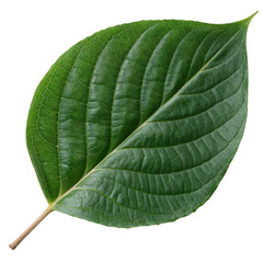 Obraz premium Close-up image of a single green leaf with detailed veins and a natural texture, isolated on a white background.