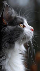 A cat with beautiful whiskers looking up. AI.