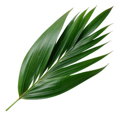 High-resolution image of a lush green palm leaf, perfect for tropical, nature, and botanical themes. Ideal for backgrounds and design projects.