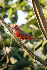 red bird in the tree