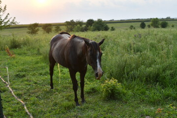 Brown Horse Urinating in a Field