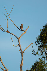 Falcon on a tree