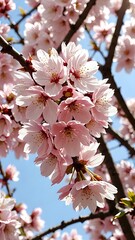 Obraz premium Close up of cherry blossoms in full bloom, delicate petals, soft pink color, spring season, sunlight filtering through the trees