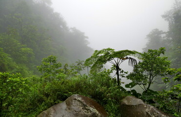 misty jungle photo, trek in tropical rainfall, in the cloud. Guadeloupe rainforest in mountain of...