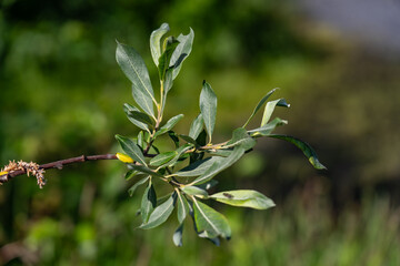 Obraz premium Willows, also called sallows and osiers, of the genus Salix, comprise around 350 species (plus numerous hybrids) of typically deciduous trees and shrubs, Portage Lake, Chugach National Forest, Alaska