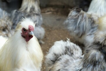 Naklejka premium Close-up of unique fluffy chickens in a farm setting, showcasing their distinct feathers and textures in natural lighting. 