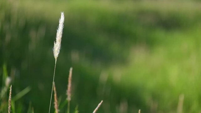 White cogon grass flowers swaying in the wind with soft dreamy bokeh background. Natural field vegetation with gentle motion, shallow depth of field, and blurred light tones