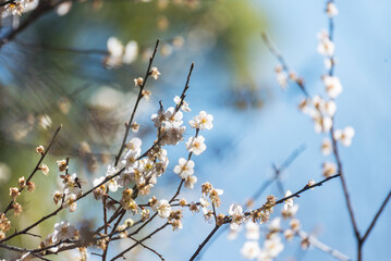 White cherry blossom Pastel flower floral soft nature bloom blurred background. Romance flower plum tree botanical bloom spring season. Beauty Cherry blossom petals plant beautiful Flowering garden