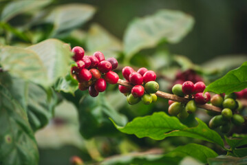 Ripe Red coffee bean berry plant fresh seed coffee tree growth in green eco organic farm. Close up...