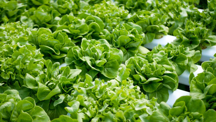 Close up fresh organic hydroponic vegetable plantation produce green salad hydroponic cultivate farm. Green oak lettuce salad in green Organic plantation Farm. Salad farm vegetable green oak lettuce