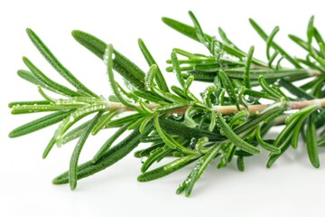 Fototapeta premium fresh rosemary sprig with dewdrops