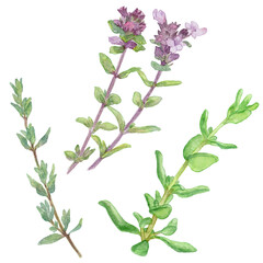 タイムの水彩イラストセット　葉・花・茎　良い香りのハーブ