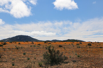 Fototapeta premium wildflowers blooming in namaqualand, south africa