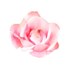 Fototapeta premium Detailed watercolor flower illustration, Elegant watercolor spring flower