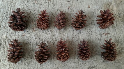 Fototapeta premium Dried pine flowers, arranged on the cement floor