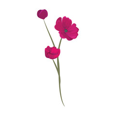 Obraz premium Detailed watercolor flower illustration, Elegant watercolor spring flower
