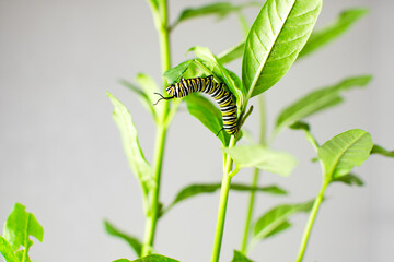 Monarch butterfly caterpillar on a milkweed leaf. Raising endangered monarch butterflies at home as a hobby	