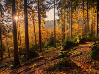 Obraz premium sunlight in the forest