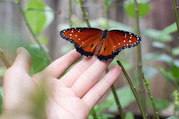 Human hand holding a Queen butterfly with open wings. Queen butterfly sitting on a hand. Freedom concept