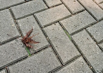Brown fallen down dry leaf isolated on gray brick ground flooring horizontal background.