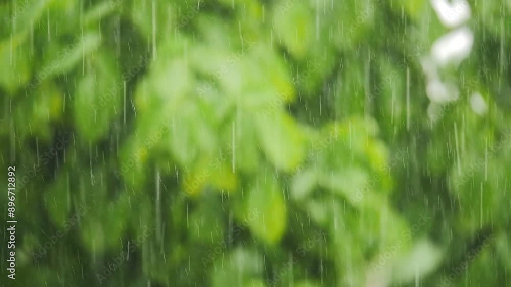 Poster rainfall background of forest with blurred leaves creating absolutely relaxing to watch