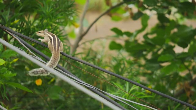 Chipmunk calling on electric wire