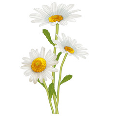 Fototapeta premium flower illustration 