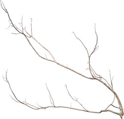Dry tree branches isolated on white background