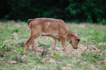 Milk cow grazing on green farm pasture on summer day. Feeding of cattle on farmland grassland