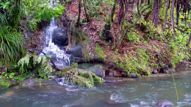 tiny waterfall in the forest