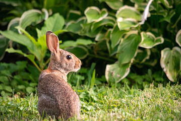 A rabbit peers into the distance