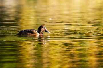 The hardhead, also known as the white-eyed duck, is the only true diving duck found in Australia.