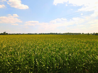 Corn Fields in the Foreground with Forests and Blue Sky in the Background