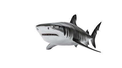 Obraz premium tiger Shark isolated on white background.