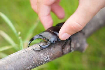 天然オオクワガタのオスを持ち上げる