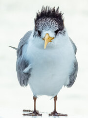 Great Crested Tern - Thalasseus bergii in Australia