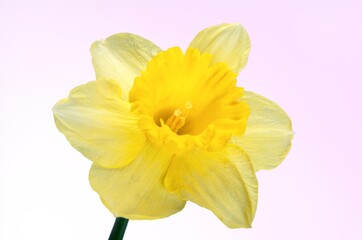 Beautiful fresh aroma flower on background