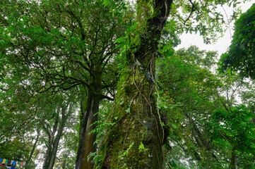 View of a big tree from below. Lush green pf forest on monsoon season, Darjeeling, West Bengal, India.