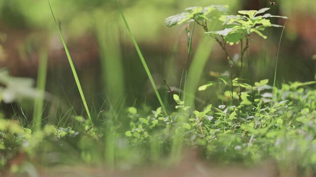 Tiny oak tree saplings grow in the sunlit forest opening surrounded by lush green vegetation while insects flock in the air.