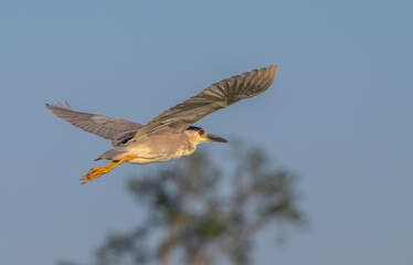 Closeup of a black-crowned night heron in flight at sunset.