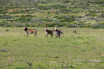 plains zebra in West Coast National Park, south africa