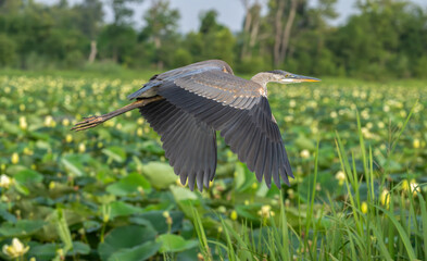 Closeup of a great blue heron in flight.