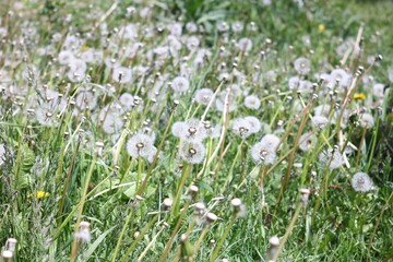 Fototapeta premium A field of white dandelions in various stages of bloom during spring.