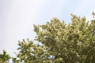 Branches and leaves with white apple tree flowers fill the frame with a bright sky in the background.