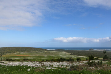 landscape of wildflowers in West Coast National Park, South Africa