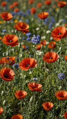 Fototapeta premium Spring meadow of poppies
