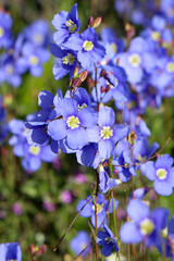 forget me not flowers