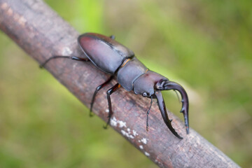 木に水牛型クワガタ