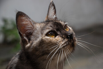 Close up view of yellow eyes cat. Beautiful cat portrait. 